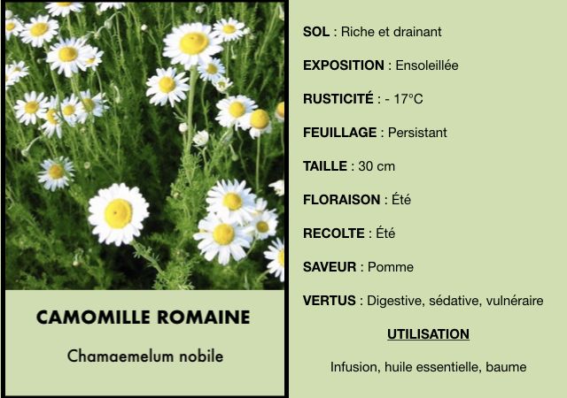 Camomille romaine - Pot 1l - 1 an - La pépinière comestible