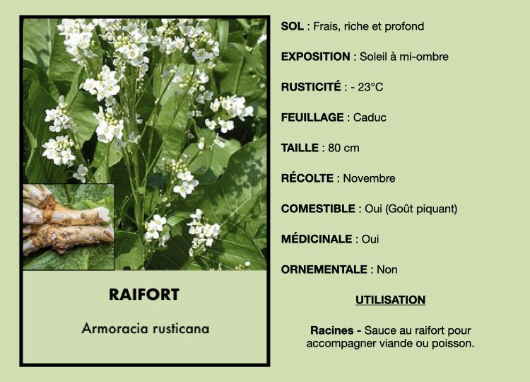 Raifort - Pot 1l - 1 an - La pépinière comestible